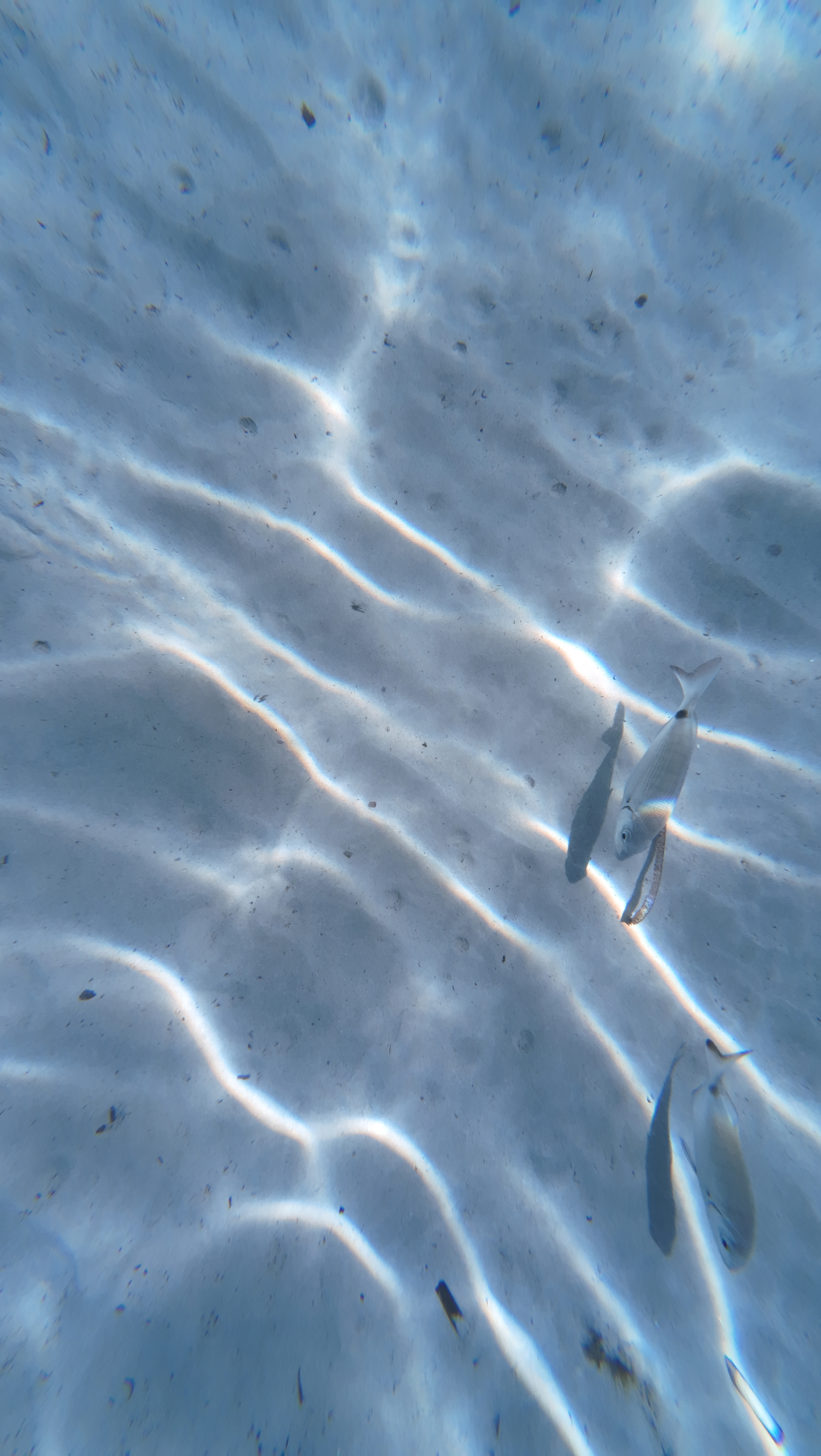 Two small fish over rippling shallows